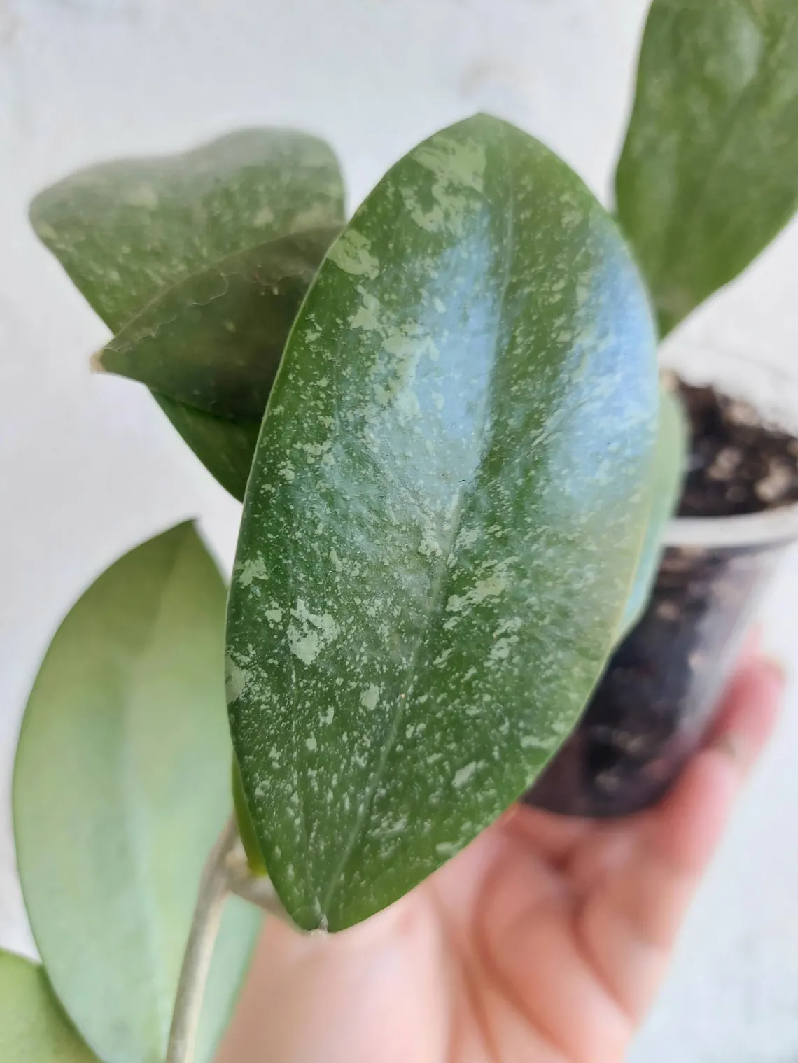 Hoya Ko Chang Island