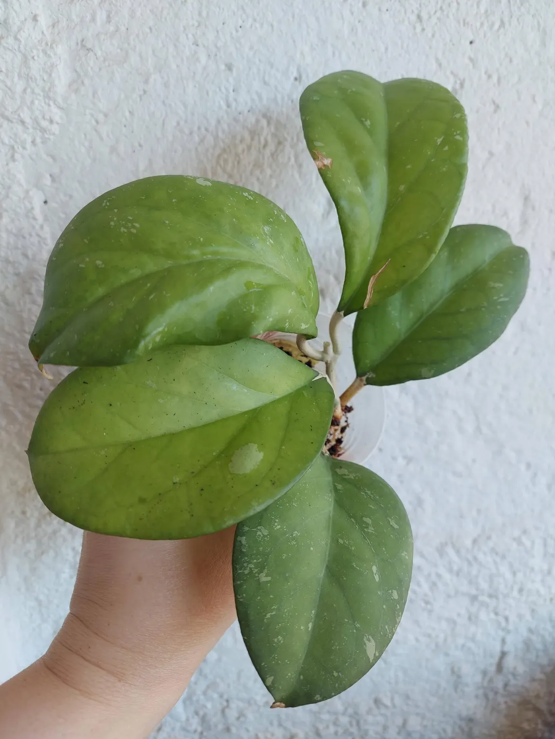 Hoya Priktai