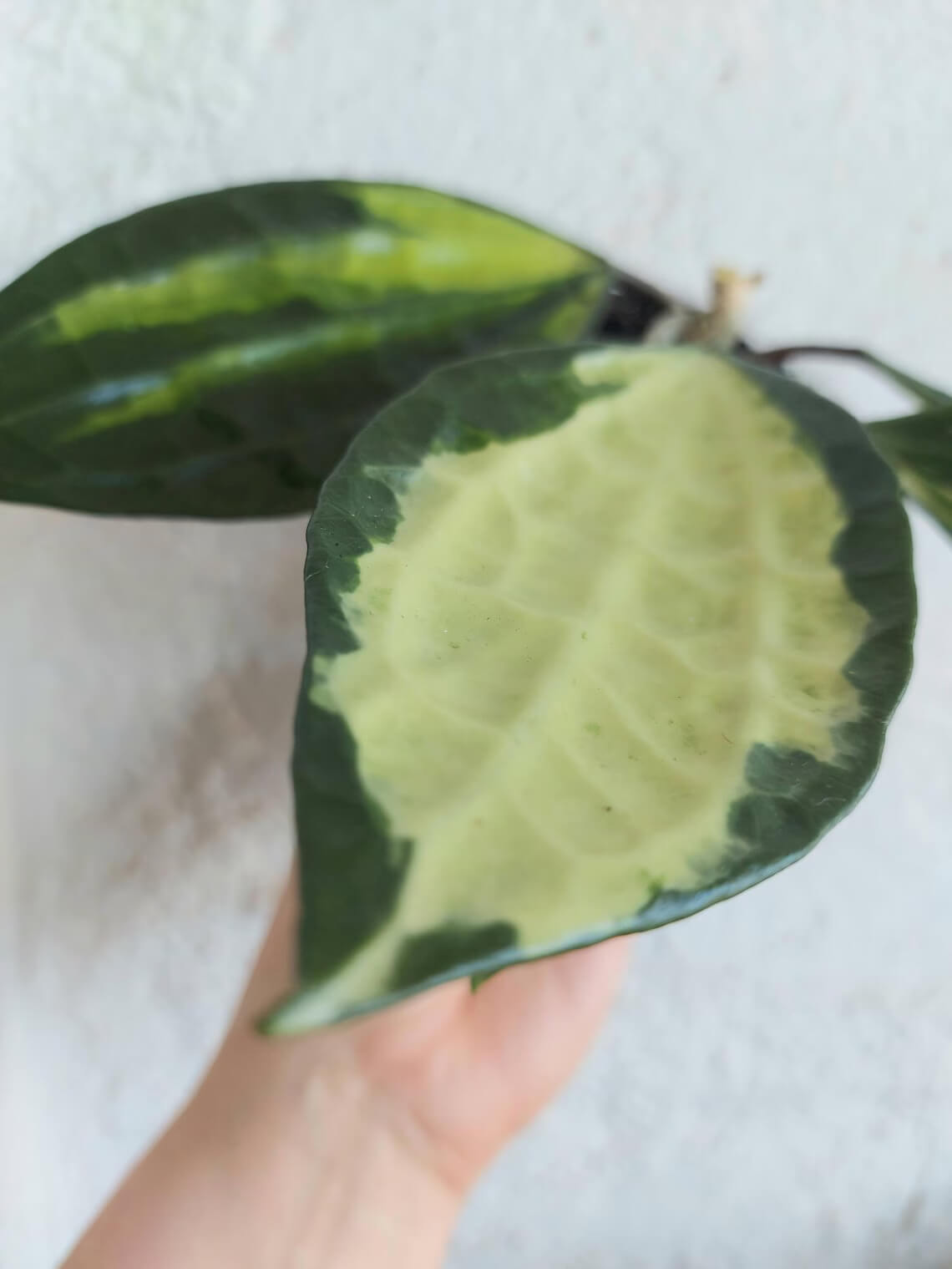 Hoya Macrophylla Pot of Gold