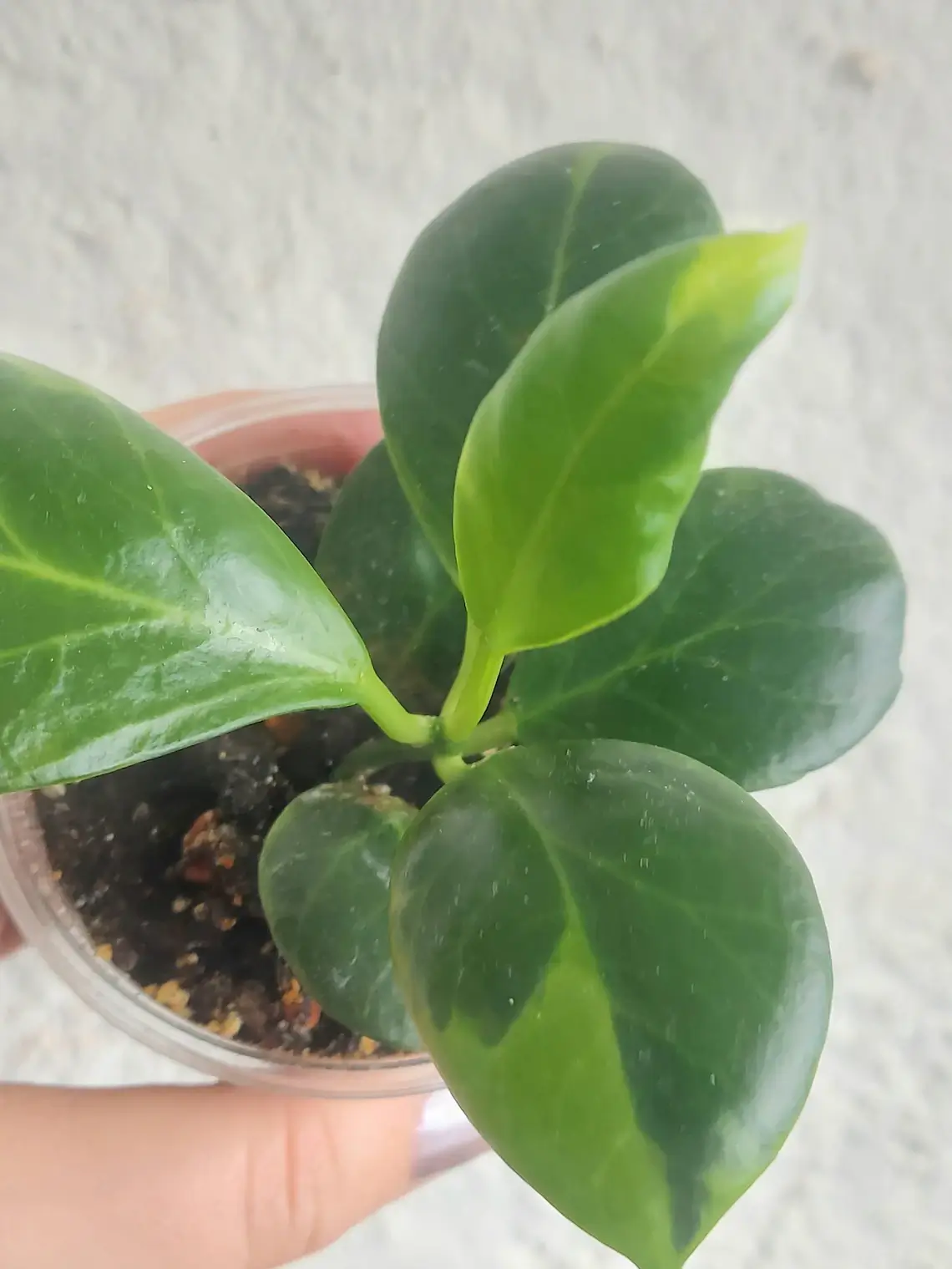 Hoya Obscura Albomarginata