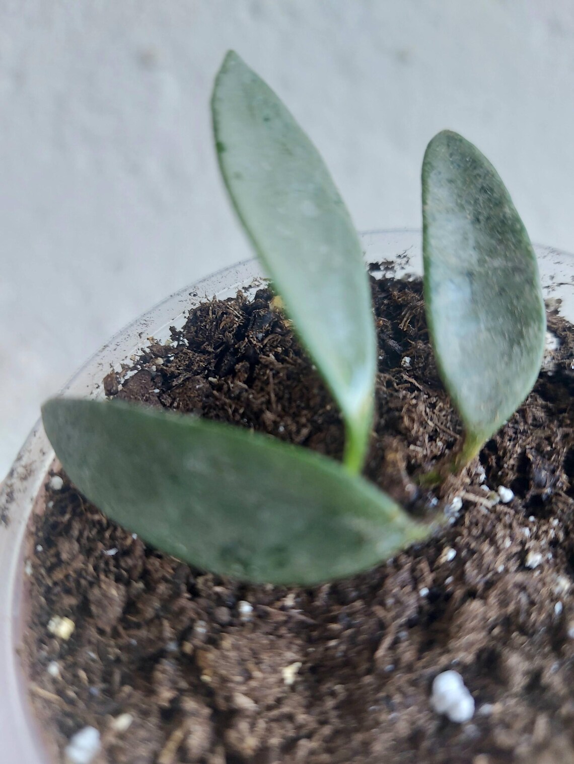 Hoya Lima Silver RARE