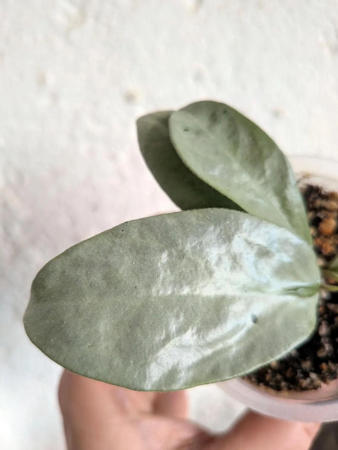 Hoya Nova Ghost