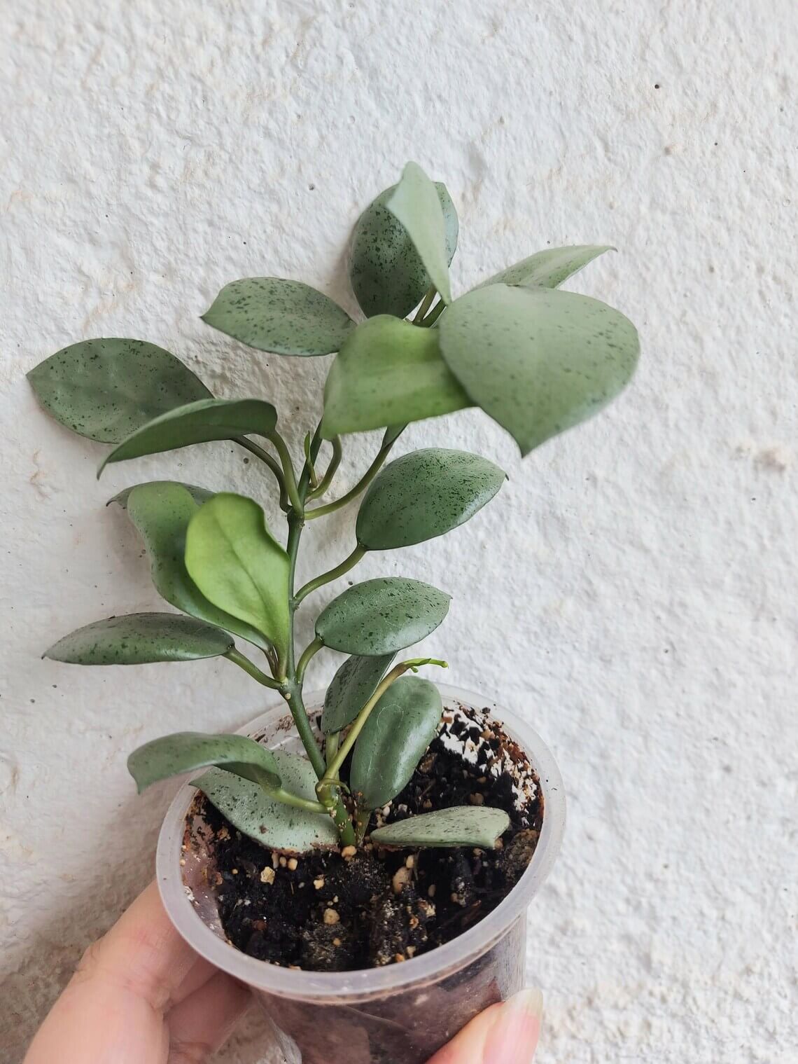 Hoya Lacunosa Mint Coin