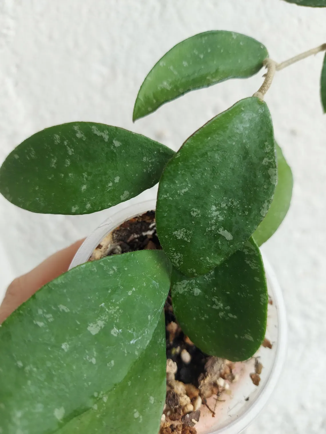 Hoya Phuwuaensis