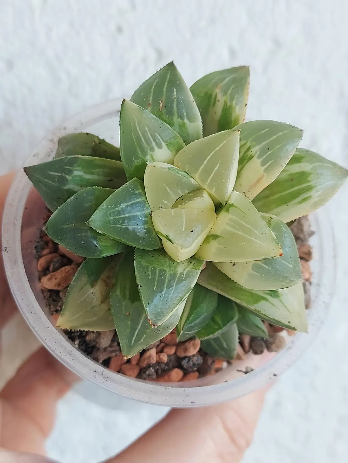 Haworthia retusa variegata