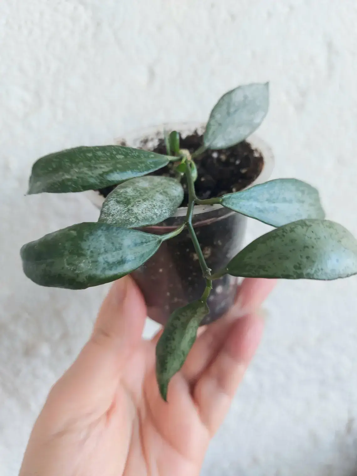 Hoya Lacunosa White Pearl